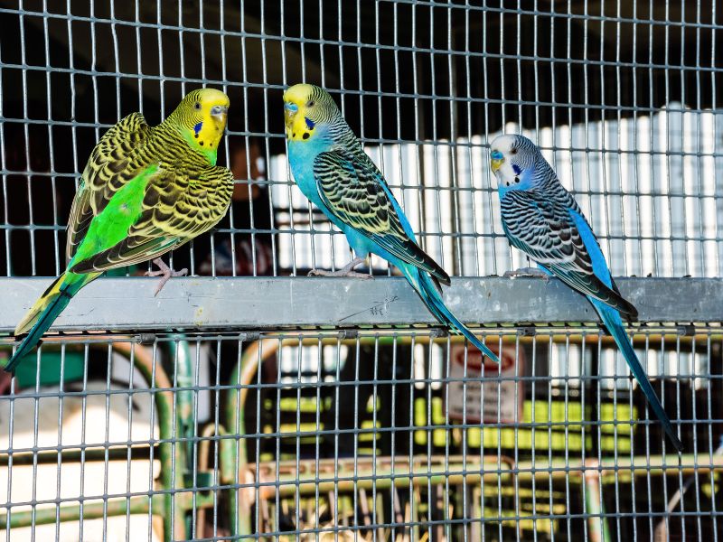 Die richtige Vogelvoliere für ein artgerechtes Zuhause
