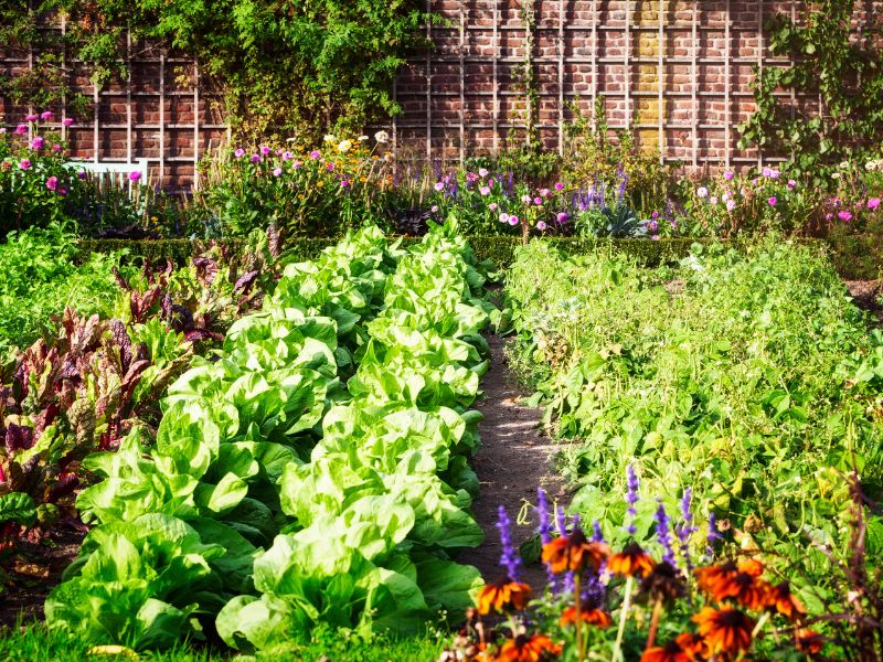 Aus der Erde auf den Teller: Der perfekte Gemüsegarten in 6 einfachen Schritten