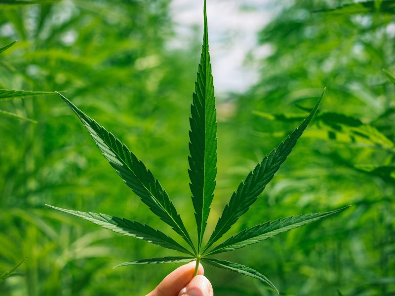 Wissen und Informationen rund um CBD Blüten