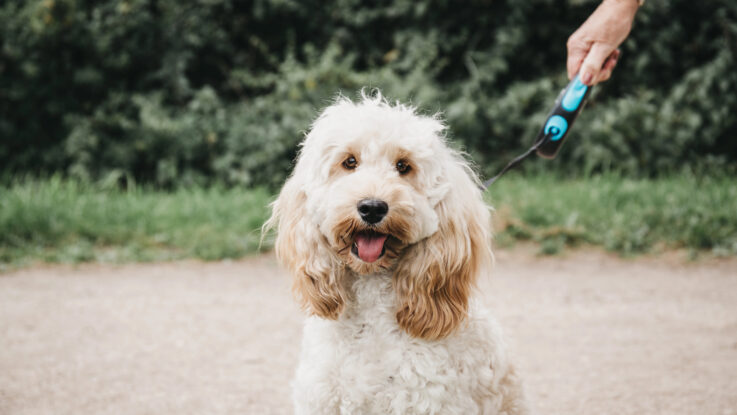 Wenn der Hund sich ständig kratzt: Allergien erkennen und verstehen