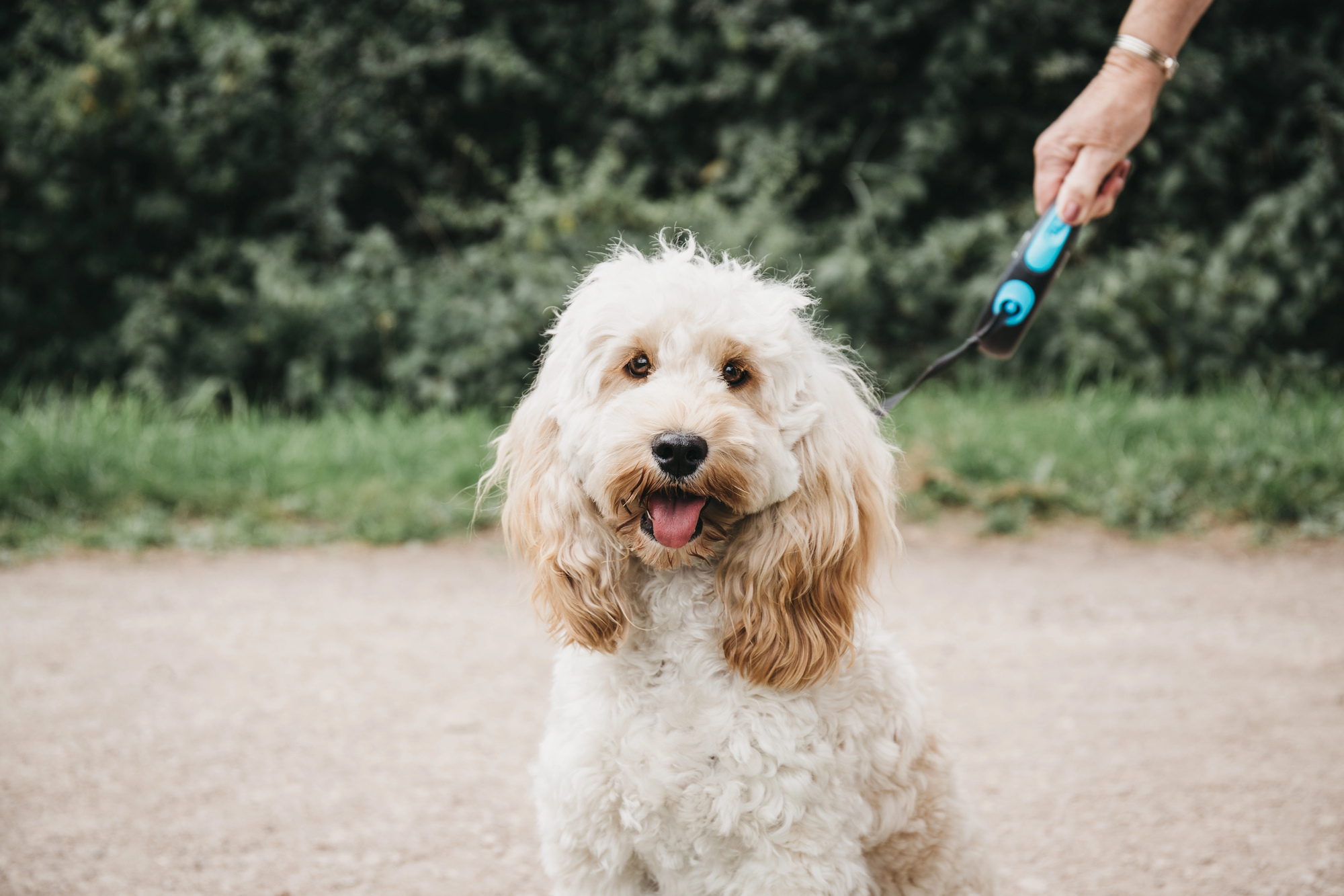 Wenn der Hund sich ständig kratzt: Allergien erkennen und verstehen